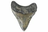 Serrated, Fossil Megalodon Tooth - South Carolina #168141-1